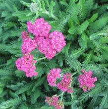Achillea 'Skysail Bright Pink'