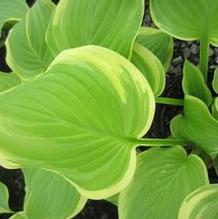 Hosta 'American Halo'