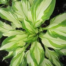 Hosta 'Medio variegata'