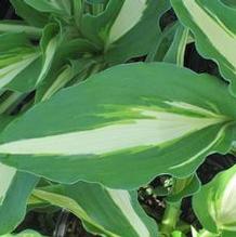 Hosta 'Night Before Christmas'