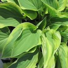 Hosta 'Pilgrim'