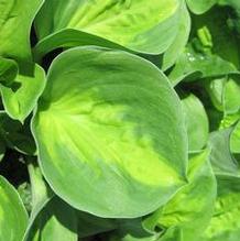 Hosta 'Sunset Grooves'
