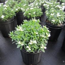Iberis sempervirens 'Tuff Candy'