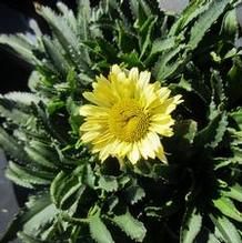 Leucanthemum Sweet Daisy™ Izabel