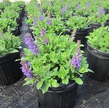 Salvia 'Noble Knight'