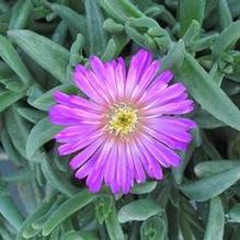 Delosperma Ocean Sunset™ Violet