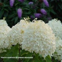 Hydrangea paniculata Puffer Fish®