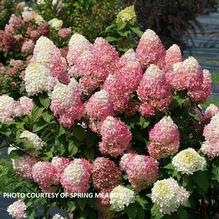 Hydrangea paniculata Quick Fire Fab®