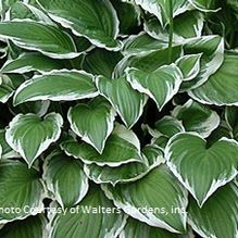 Hosta 'Ginko Craig' Hosta 'Ginko Craig'
