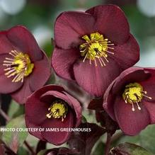 Helleborus HGC® Ice N' Roses® Merlot Helleborus HGC® Ice N' Roses® Merlot