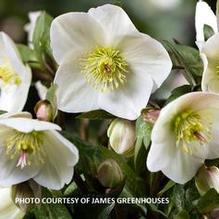 Helleborus HGC® Ice N' Roses® Mia Marble Helleborus HGC® Ice N' Roses® Mia Marble
