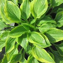 Hosta 'Golden Tiara'