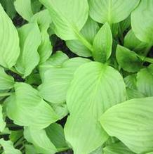 Hosta 'Royal Standard'