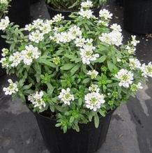 Iberis 'Alexander's White' Iberis 'Alexander's White'