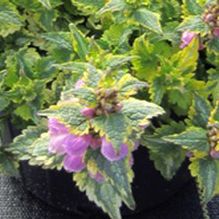 Lamium 'Anne Greenway' Lamium 'Anne Greenway'