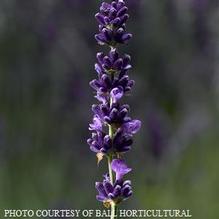 Lavandula 'Hidcote Blue' Lavandula 'Hidcote Blue'
