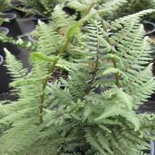 Athyrium 'Ghost'
