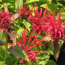 Monarda 'Jacob Cline' Monarda 'Jacob Cline'