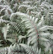 Athyrium 'Pictum'