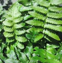 Dryopteris atrata Dryopteris atrata