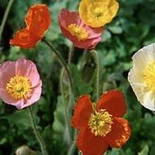 Papaver 'Champagne Bubbles' Papaver 'Champagne Bubbles'
