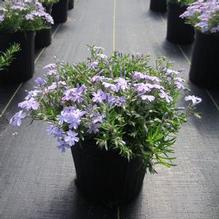 Phlox subulata 'Eye Candy' PP31484