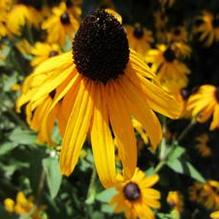Rudbeckia 'Goldsturm'