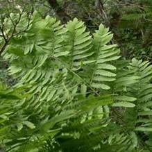 Osmunda regalis Osmunda regalis
