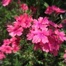 Verbena tenera 'Sissinghurst' Verbena tenera 'Sissinghurst'