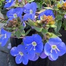Veronica peduncularis 'Georgia Blue' Veronica peduncularis 'Georgia Blue'