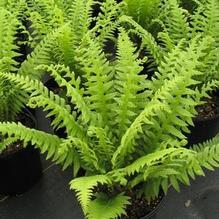 Thelypteris decursive-pinnata