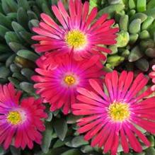 Delosperma cooperi Delosperma cooperi
