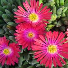 Delosperma cooperi