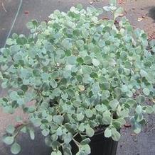 Sedum 'Lidakense' Sedum 'Lidakense'