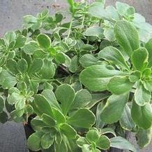 Sedum kamtschaticum 'Variegatum' Sedum kamtschaticum 'Variegatum'