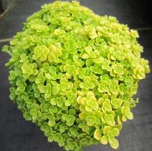 Sedum makinoi 'Ogon' Sedum makinoi 'Ogon'