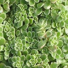 Sedum makinoi 'Variegatum' Sedum makinoi 'Variegatum'