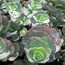 Sedum sieboldii Sedum sieboldii