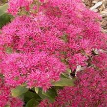 Sedum 'Neon' Sedum 'Neon'
