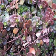 Sedum tetractinum Sedum tetractinum
