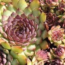 Sempervivum 'Bronco' Sempervivum 'Bronco'