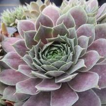 Sempervivum 'Desert Bloom' Sempervivum 'Desert Bloom'