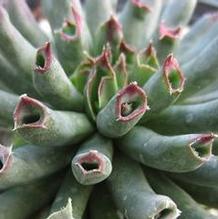 Sempervivum 'Oddity' Sempervivum 'Oddity'