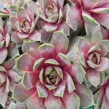 Sempervivum 'Purple Passion' Sempervivum 'Purple Passion'