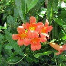 Bignonia capreolata 'Tangerine Beauty' Bignonia capreolata 'Tangerine Beauty'