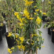 Gelsemium 'Margarita'