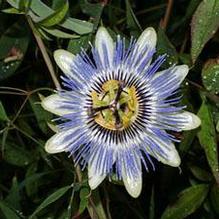 Passiflora caerulea Passiflora caerulea