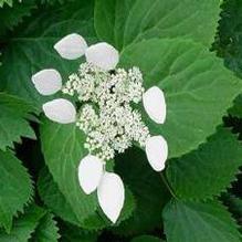 Schizophragma hydrangeoides 'Moonlight' Schizophragma hydrangeoides 'Moonlight'