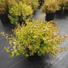 Abelia 'Kaleidoscope'
