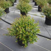 Abelia 'Rose Creek'
